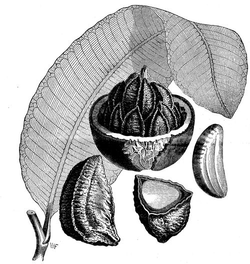 THE BRAZIL NUT.