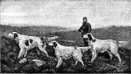 FIG 4. ENGLISH SETTERS.