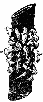 Fig. 32. Blisters (aecidia) of Peridermium Pini (var. corticola)