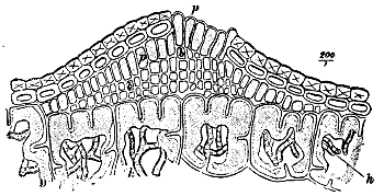 Fig. 33. Vertical section through a very young aecidium of Peridermium Pini (var. acicola)