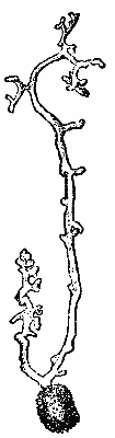 Fig. 35. A spore of Peridermium Pini germinating. It puts forth the long, branched germinal hyphae