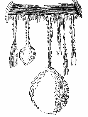 Fig. 5. FORMS OF MOULD FUNGI FOUND IN THE BROWN COAL MINES NEAR HALLE A. S.