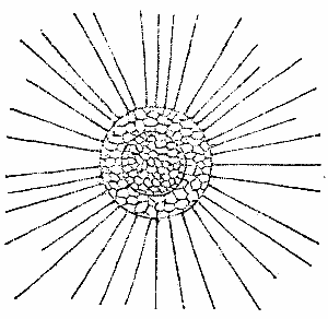 Fig. 6.   THE SUN INFUSORIUM (ACTINOPHRYS).