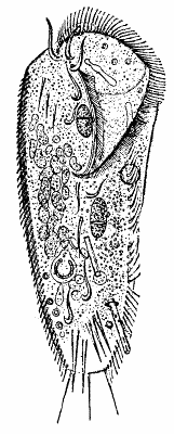 Fig. 7.   THE RAPACIOUS INFUSORIUM (STYLONYCHIA).