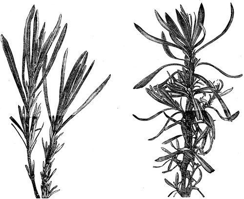 Lavender And Its Varieties 799 15a