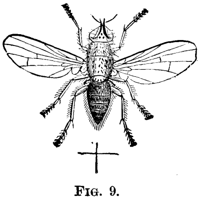 Report On Insects The Onion Maggot Phorbia Ceparum 803 2 fig9