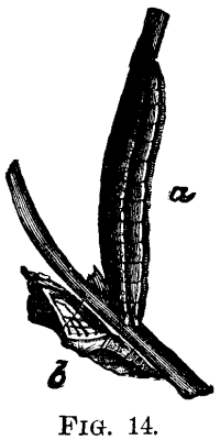 The Cabbage Butterfly Pieris Rapae Linn 803 2 fig14