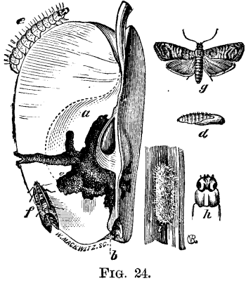 The Codling Moth Carpocapsa Pomonella Linn 803 4 fig24