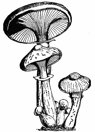 Timber And Some Of Its Diseases IV 643 15a