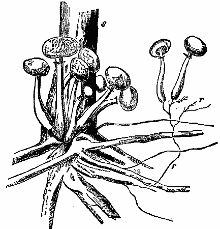 Timber And Some Of Its Diseases IV 643 15b