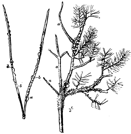 Timber And Some Of Its Diseases IX 664 image26