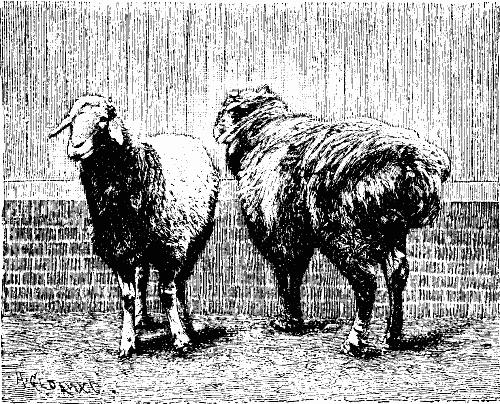 FAT RUMPED SHEEP.