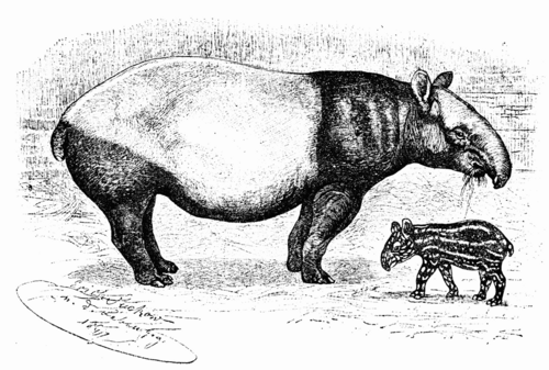 SHABRACK TAPIR WITH YOUNG ONE (FIVE DAYS OLD)