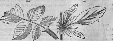 100, Rose leaf, odd pinnate, with adnate stipules