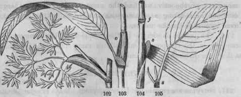 102, Leaf of Conloselinum. tripinnate, with sheathing petiole