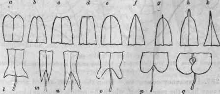 155, Apex of leaves, a, obcordate; 6, emarginate; c, retusc; d, truncate; e, obtuse; f, acute; g, mucronate; h, cuspidate; k