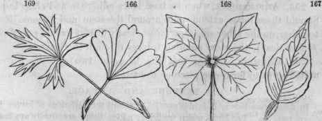 167, Lemon. 163, Jeffersonia. 169, Potentilla anserina 166, P