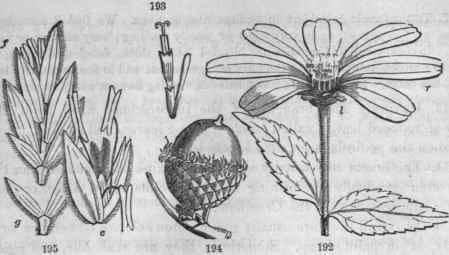 192, Helianthus grosse serratus