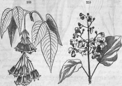 200, 8taphylea trifolia; a pendulous, paniculate cyme
