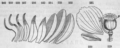 229, Papaver (poppy); 8, stamens; p, stigmas