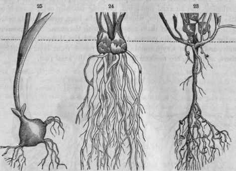 23. White clover an axial root (with minute tubers)