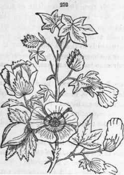 252, Gossypium herbaceum, the cotton plant