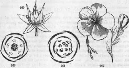 260, bi8, Flower of Crassula lactea, regular, symmetrica], organs distinct 261, Diagram showing its plan