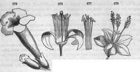 276, Flower of Aurantium Limeta (Lime tree); stamens in five sets