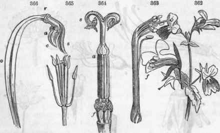 362, Collinsia verna:f, a flower enlarged, cut, showing the slightly didynamous stamens, etc 363, Stamens (diadelphous) of a Leguminous plant 364, Stamens (syngenesious) of a Composite; f, filaments distinct; a, anthers united; 8, stigmas revolute, etc