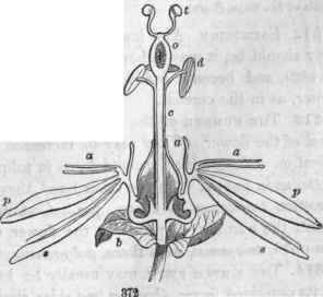 372, Section of the Passion flower (Passiflora coerulea); 6, bracts of the involucre; 8, sepals; p, petals; a,a, stami nodia or sterile filaments; c, stipe; o, ovary; d, stamens: t, stigmas