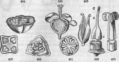 398. Samolus Valerandi, section of flower showing the free axile placenta