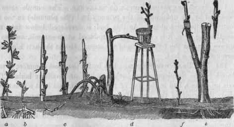 40. a, Slip (gooseberry) taking root, b, Cutting (grape) taking root, c, Stolons or layers artificially arranged fur propagation