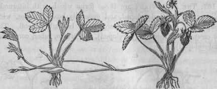 41, A strawberry plant (Fragaria vesca) sending out a runner