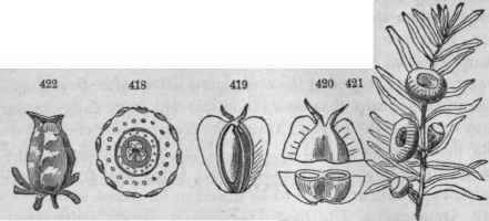418, Section of the ovary of an acorn, 3 celled, 6 ovuled