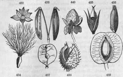 432, Achenia of Anemone thalietroides