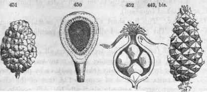 449. bis, Strobile or Pinus. 450, The Fig (syconus)