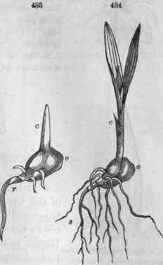 488, 484, Germination of Indian Corn