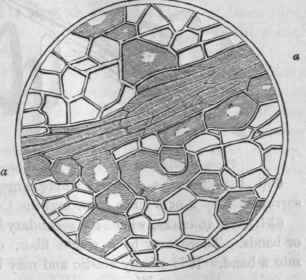 557, Section of the rhizome of Blood root