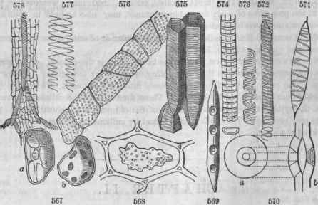 567, Cells, a, of the pulp of Snow berry, showing the nucleus; b, of the parenchyma of the leaf of Pink, showing the granules of chlorophyll?