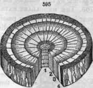 595, Cross sections of an exogenous stem (Elm), of 2 years' growth; 1, pith, 2, 3, annual layers of wood, next the cambium, 4, bark; 596, and endogenous stem (Sorghum or Millet), where there is no distinction of layers