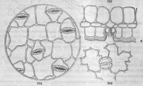 5S2, Cells of epidermis with a stoma from leaf of Helleborus foetidus