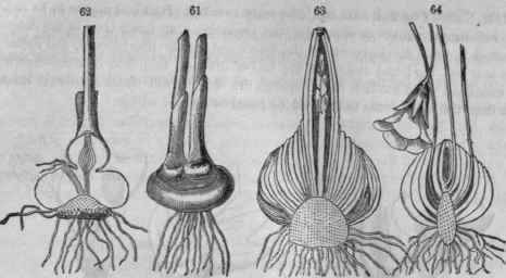 61, Corm of Crocus, with new ones forming above; 62, Vertical section of the same; 63, Section of bulb of Hyacinth with terminal seape and axillary bulblet; 64, Section of bulb of Oxalis violacea, with axillary scapes