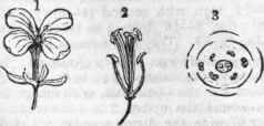 620. A flower of Sinapis nigra