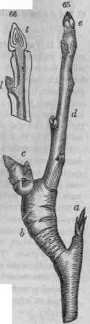 65. Branch of pear tree. The terminal bud a, having been destroyed, an axillary bud supplied its place, and formed the axis b