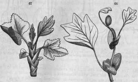 67, Bud of currant unfolding, the scales gradually becoming leaves