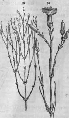 69, Hypericum Sarothra, with brachiate branches