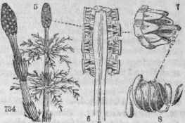 734, Equisetam arvense. 185, E, sylvaticum