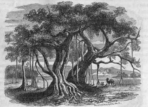 86. Banyan (Ficus Indica).
