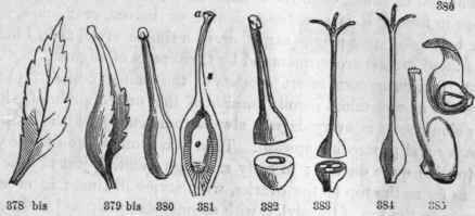 885, Simple pistil of Strawberry, the stylo lateral