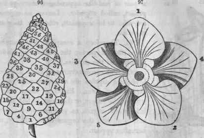 96, Phyllotaxy of the cone (cycle 8 / 21 ) of Pinus serotina